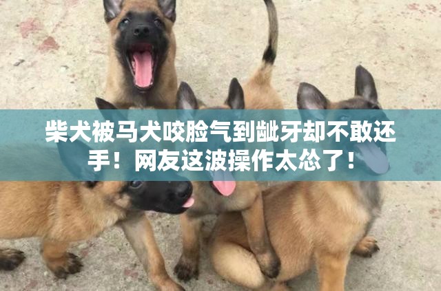 柴犬被马犬咬脸气到龇牙却不敢还手